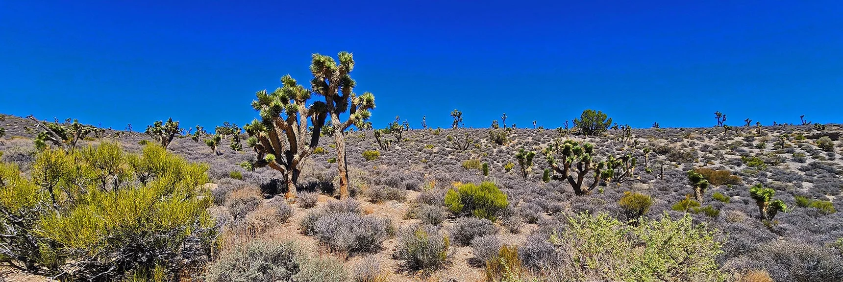 Joshua Trees Taking Over Ridgelines and Descending into Gullies. | Rocky Gorge Loop Trail | Sawmill Trailhead Area | Lee Canyon, Nevada