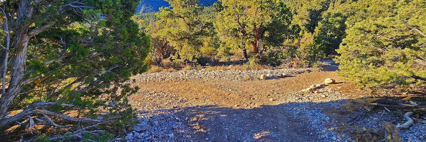 Emerge from Blue Tree "Right" at This Complicated Intersection. | Rocky Gorge Loop Trail | Sawmill Trailhead Area | Lee Canyon, Nevada