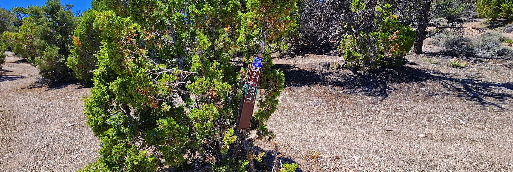 Cross This Intersection (Rocky Gorge Eastern Cutoff Entrance). | Rocky Gorge Loop Trail | Sawmill Trailhead Area | Lee Canyon, Nevada