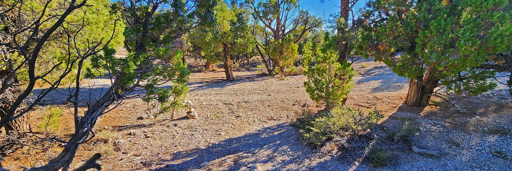 Cross This Road to Continue. This Intersection is West Cutoff Entrance on Map. | Rocky Gorge Loop Trail | Sawmill Trailhead Area | Lee Canyon, Nevada