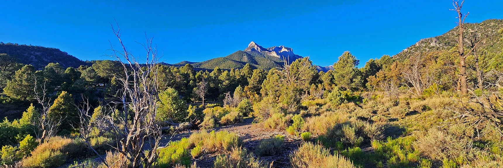Blue Tree Loop Splits Right Off Sawmill Loop. View Back to Mummy's Head. | Rocky Gorge Loop Trail | Sawmill Trailhead Area | Lee Canyon, Nevada