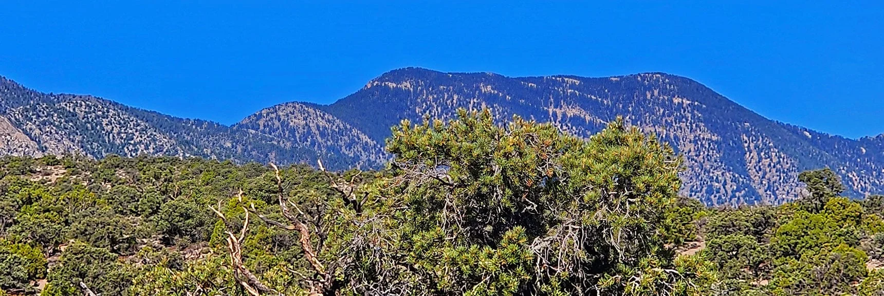 Bonanza Peak | Rocky Gorge Loop Trail | Sawmill Trailhead Area | Lee Canyon, Nevada