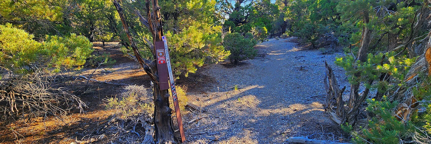 Continue Straight Along Long Gully. Note Incline to Ridge on Both Sides. | Rocky Gorge Loop Trail | Sawmill Trailhead Area | Lee Canyon, Nevada