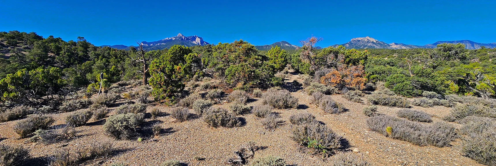 Ridgetop View Back to Spring Mts: Bonanza (right) to Mummy (left). | Rocky Gorge Loop Trail | Sawmill Trailhead Area | Lee Canyon, Nevada