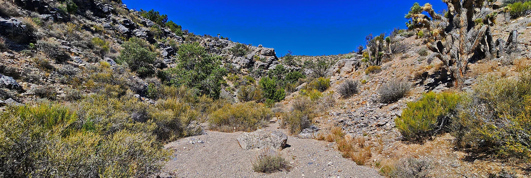 Gorge is Brief. View Back Up from Lower Opening. | Rocky Gorge Loop Trail | Sawmill Trailhead Area | Lee Canyon, Nevada