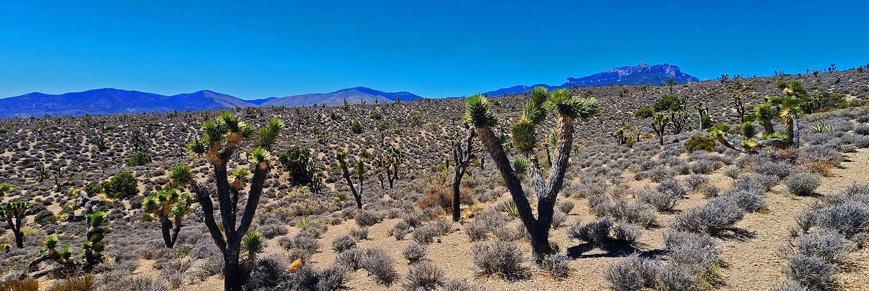 Angel Peak (left) to Mummy Mt. (right). | Rocky Gorge Loop Trail | Sawmill Trailhead Area | Lee Canyon, Nevada