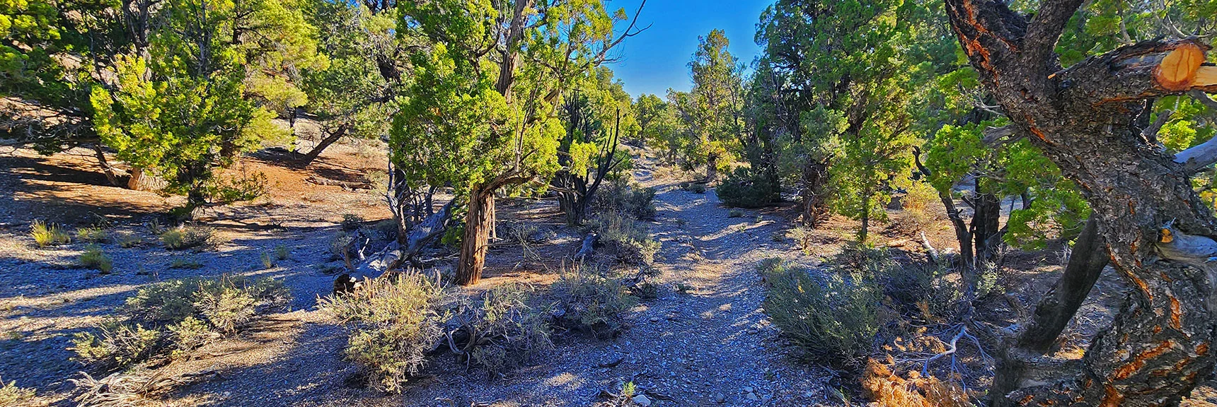 You'll Eventually Navigate 2 Gullies to the Right (East) for Gorge Gully. | Rocky Gorge Loop Trail | Sawmill Trailhead Area | Lee Canyon, Nevada