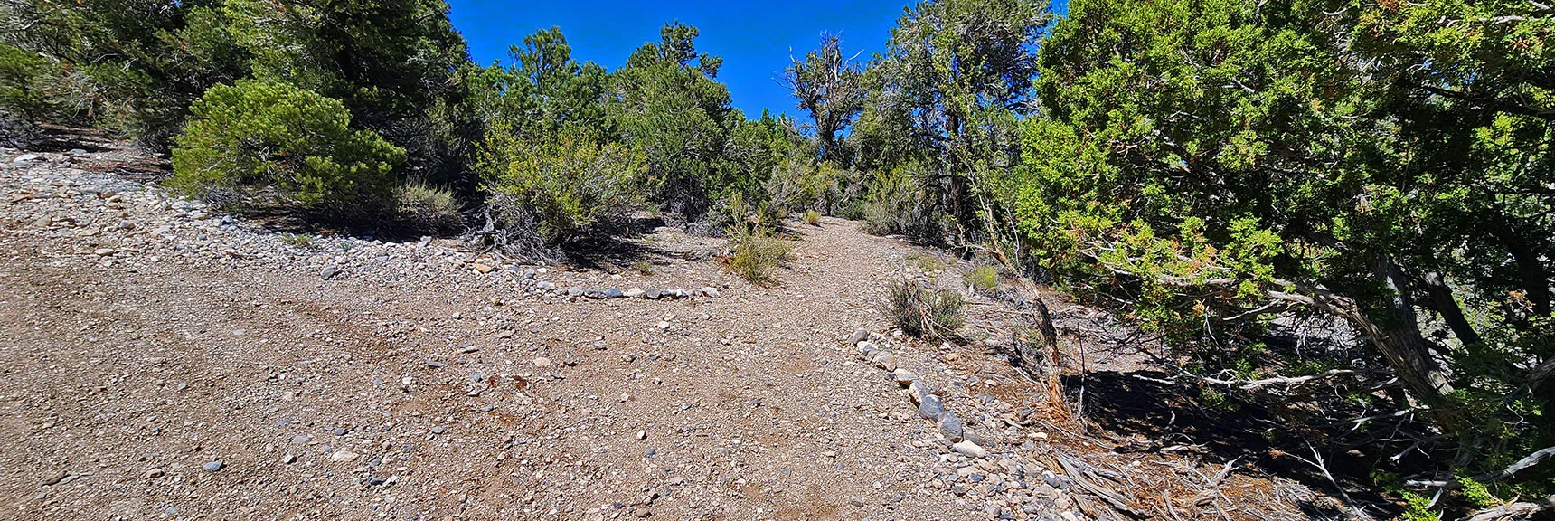 Then Take a Quick Left onto This Hidden Unmarked Pinyon Pine East Loop | Rocky Gorge Loop Trail | Sawmill Trailhead Area | Lee Canyon, Nevada