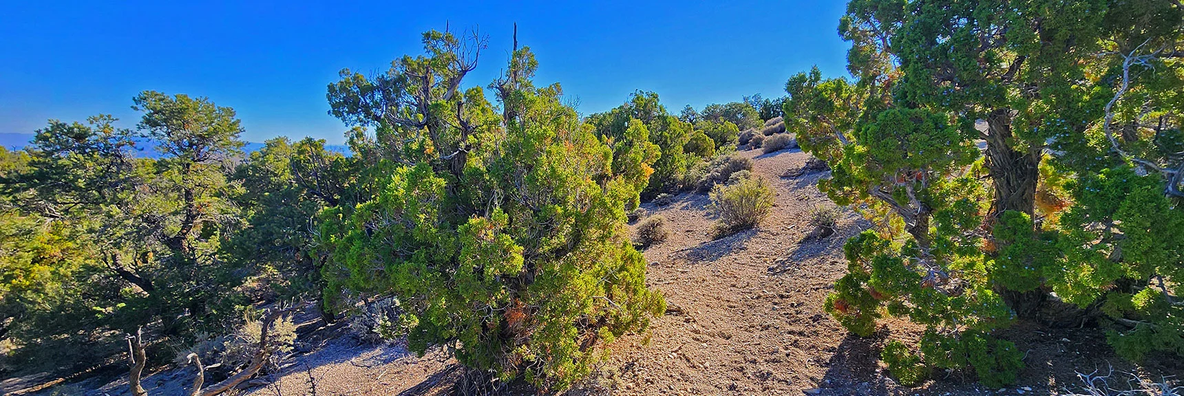 Ascending Ridge Toward Next Gully to the Right (East). | Rocky Gorge Loop Trail | Sawmill Trailhead Area | Lee Canyon, Nevada