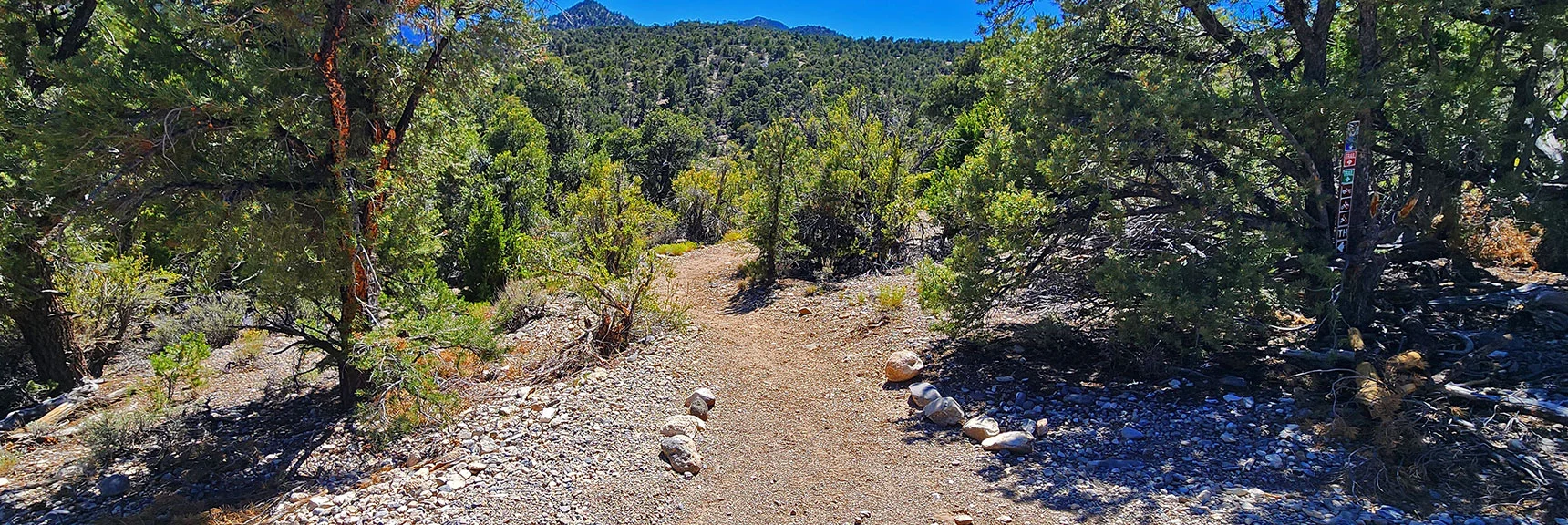 Junction Where We Earlier Left Blue Tree for Pinyon Pinyon Pine Loop | Rocky Gorge Loop Trail | Sawmill Trailhead Area | Lee Canyon, Nevada