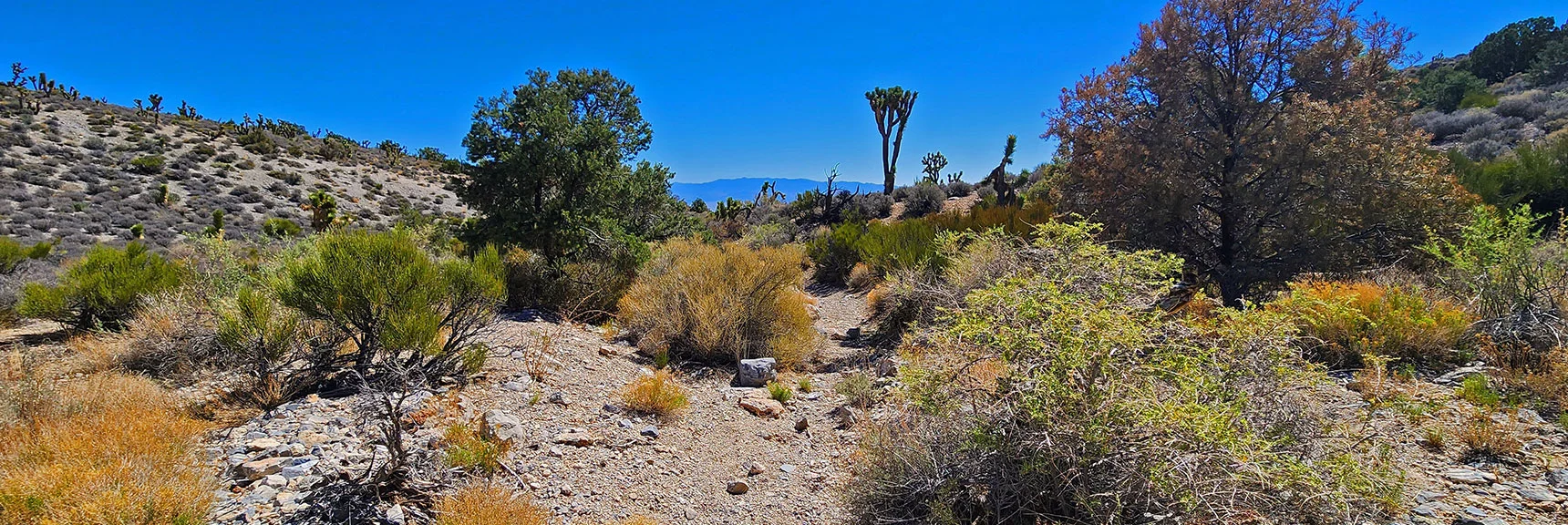 Watch for Point Where Trail Ascends Ridge to Right Toward Lee Canyon Rd. | Rocky Gorge Loop Trail | Sawmill Trailhead Area | Lee Canyon, Nevada