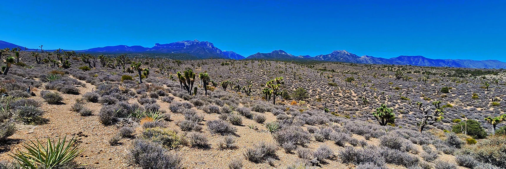 Fletcher Peak (left) to Wheeler Peak (right) at North End of Spring Mts. | Rocky Gorge Loop Trail | Sawmill Trailhead Area | Lee Canyon, Nevada
