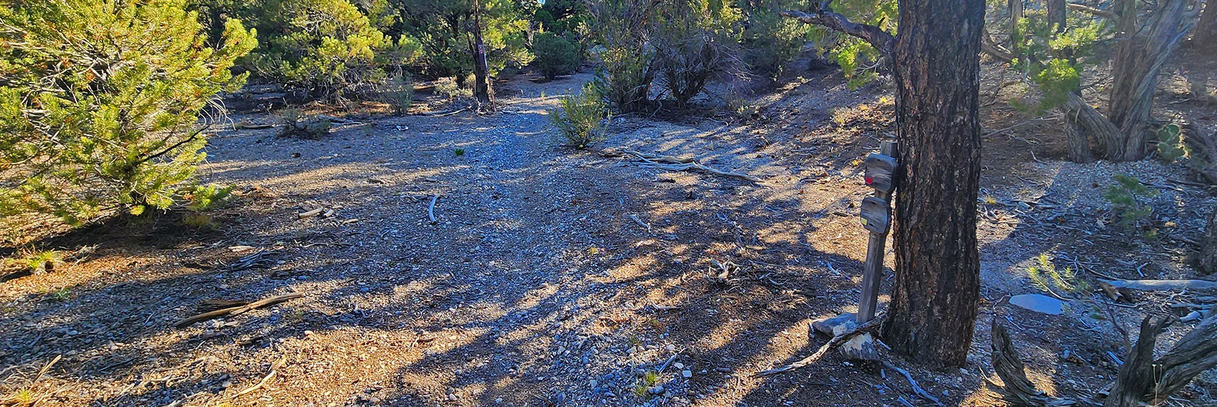 Pinyon Pine Eventually Branches Left. Keep Straight into Rocky Gorge West Entrance. Keep Straight. | Rocky Gorge Loop Trail | Sawmill Trailhead Area | Lee Canyon, Nevada