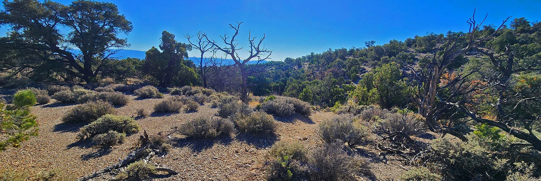 Descending into Next Gully. | Rocky Gorge Loop Trail | Sawmill Trailhead Area | Lee Canyon, Nevada