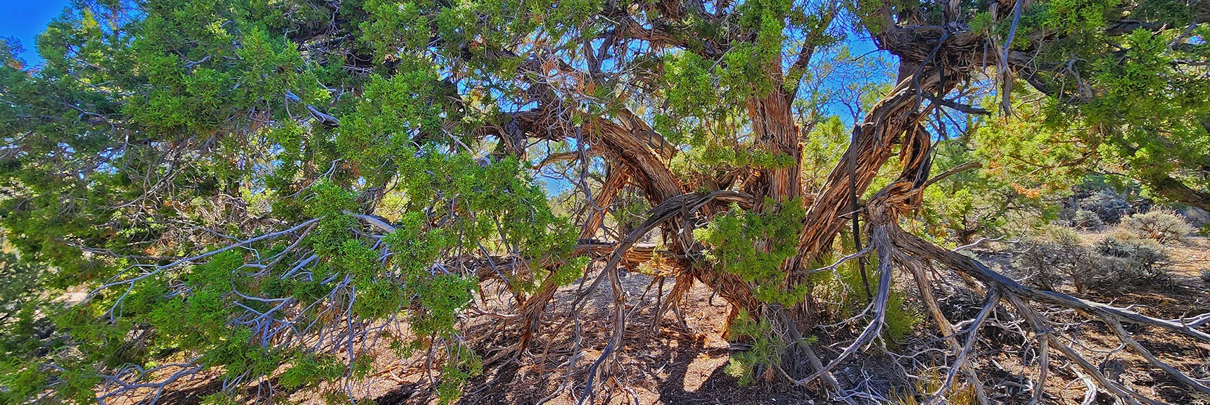 Had to Photograph This Huge Sprawling Juniper Tree | Rocky Gorge Loop Trail | Sawmill Trailhead Area | Lee Canyon, Nevada