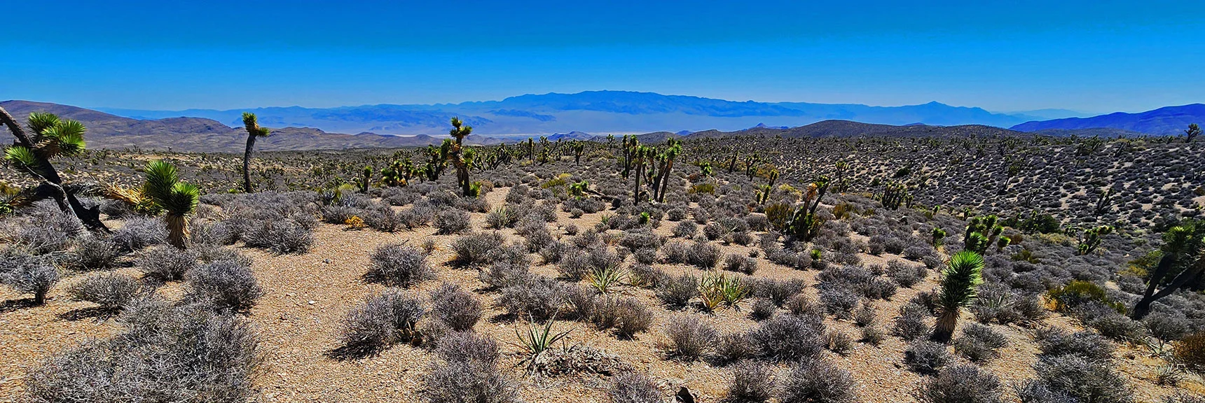 What a Dramatic Change in Terrain from the Sawmill Trailhead Area! | Rocky Gorge Loop Trail | Sawmill Trailhead Area | Lee Canyon, Nevada