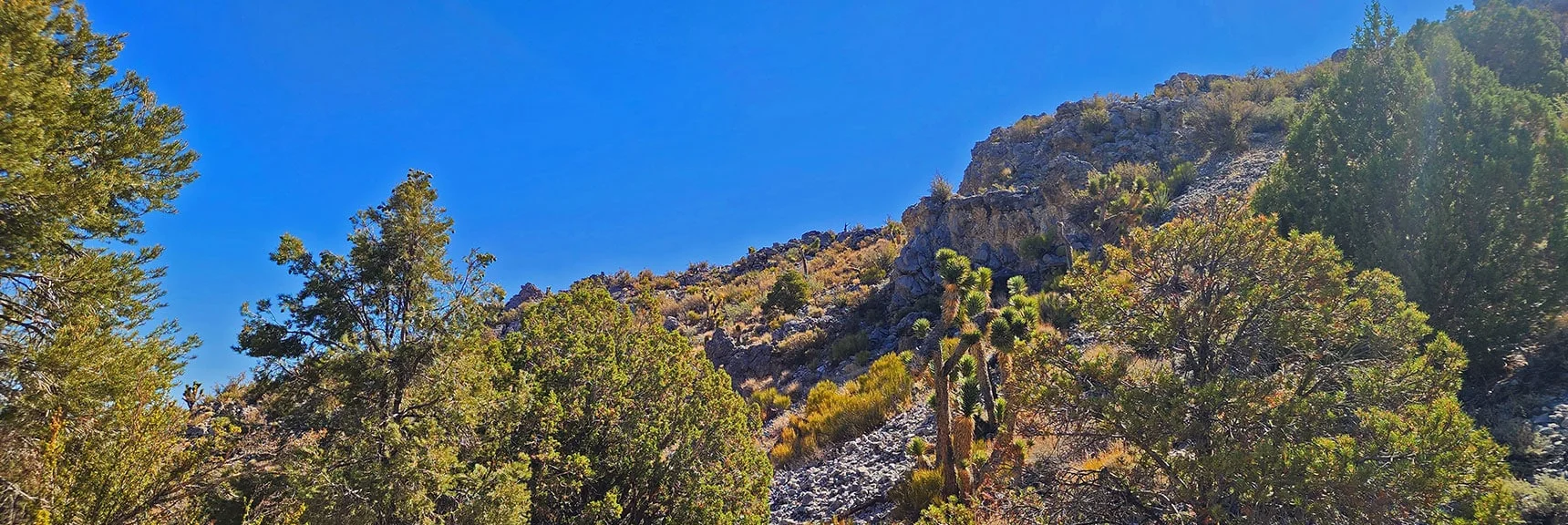 Entering Rocky Gorge. Joshua Trees, Pine, Junipers Nestled in Rocks Like Bonsai Plants | Rocky Gorge Loop Trail | Sawmill Trailhead Area | Lee Canyon, Nevada