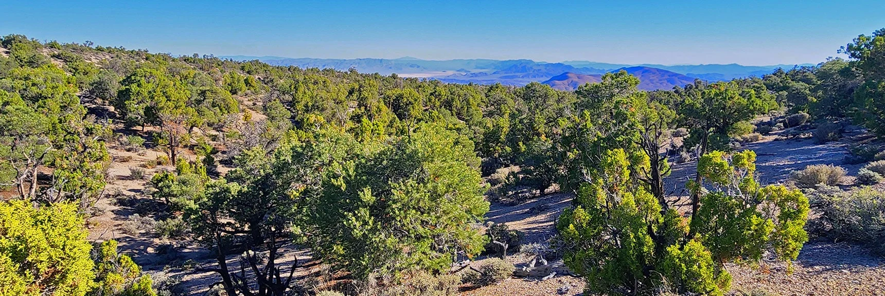Ridgetop View To the Eastern Desert Terrain Below. | Rocky Gorge Loop Trail | Sawmill Trailhead Area | Lee Canyon, Nevada