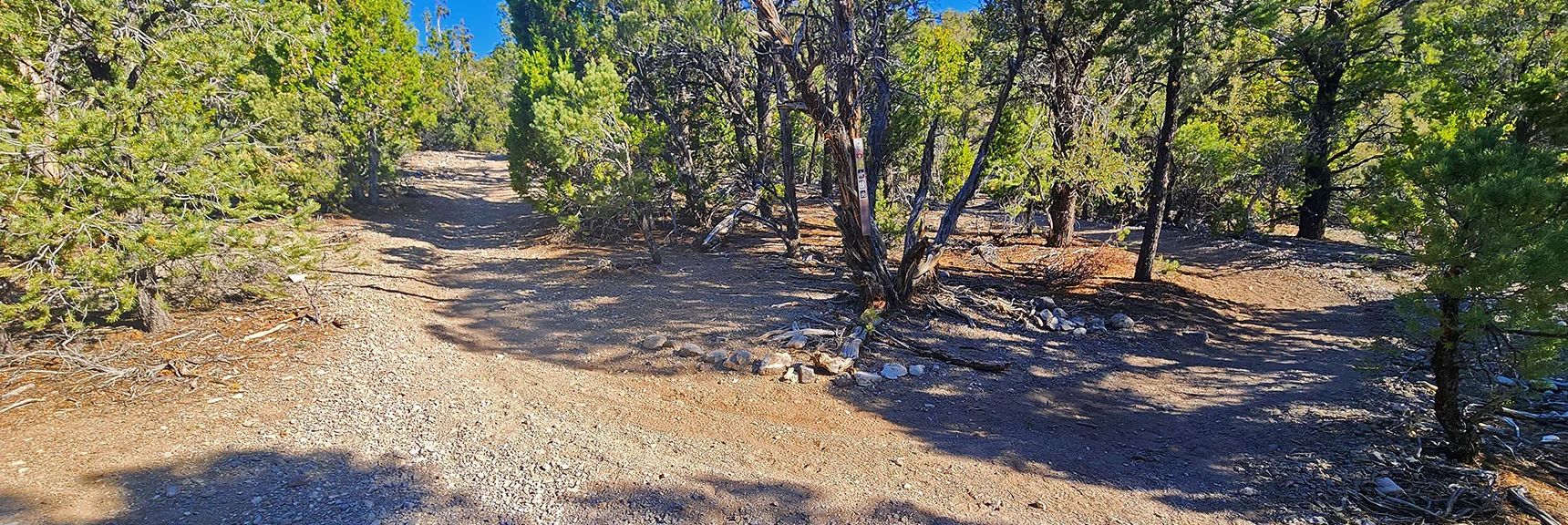 Right Turn Continues Sawmill Loop. Left for Mud Springs & Pinyon Pine Loops. | Sawmill Loop Trail | Sawmill Trailhead | Lee Canyon, Nevada