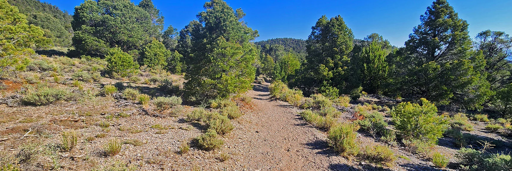 Mud Springs & Pinyon Pine Loops Are Over the Ridge Ahead. | Sawmill Loop Trail | Sawmill Trailhead | Lee Canyon, Nevada