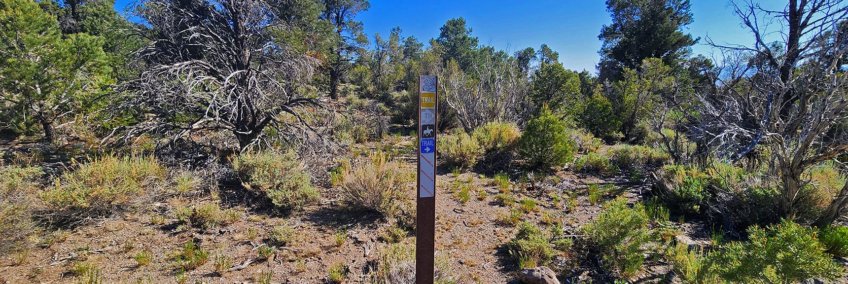 Same Intersection: Continue Straight for Equestrian Trailhead and Blue Tree Loop | Sawmill Loop Trail | Sawmill Trailhead | Lee Canyon, Nevada