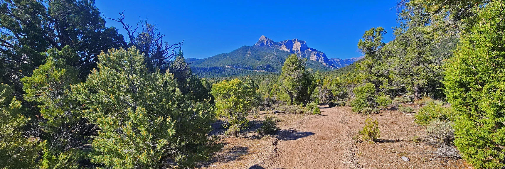 The Sawmill Trail is the Hub for All Trails in the Sawmill Area | Sawmill Loop Trail | Sawmill Trailhead | Lee Canyon, Nevada