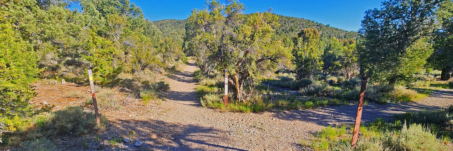 Just 50ft Beyond: Choose Which Direction You Will Take the Loop. Clockwise (left). | Sawmill Loop Trail | Sawmill Trailhead | Lee Canyon, Nevada