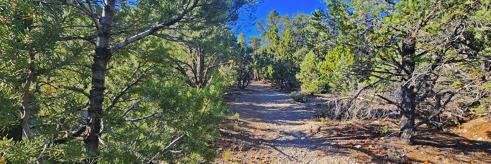 Quickly Enter a Beautiful, Shaded Pinyon Pine and Juniper Forest. | Sawmill Loop Trail | Sawmill Trailhead | Lee Canyon, Nevada
