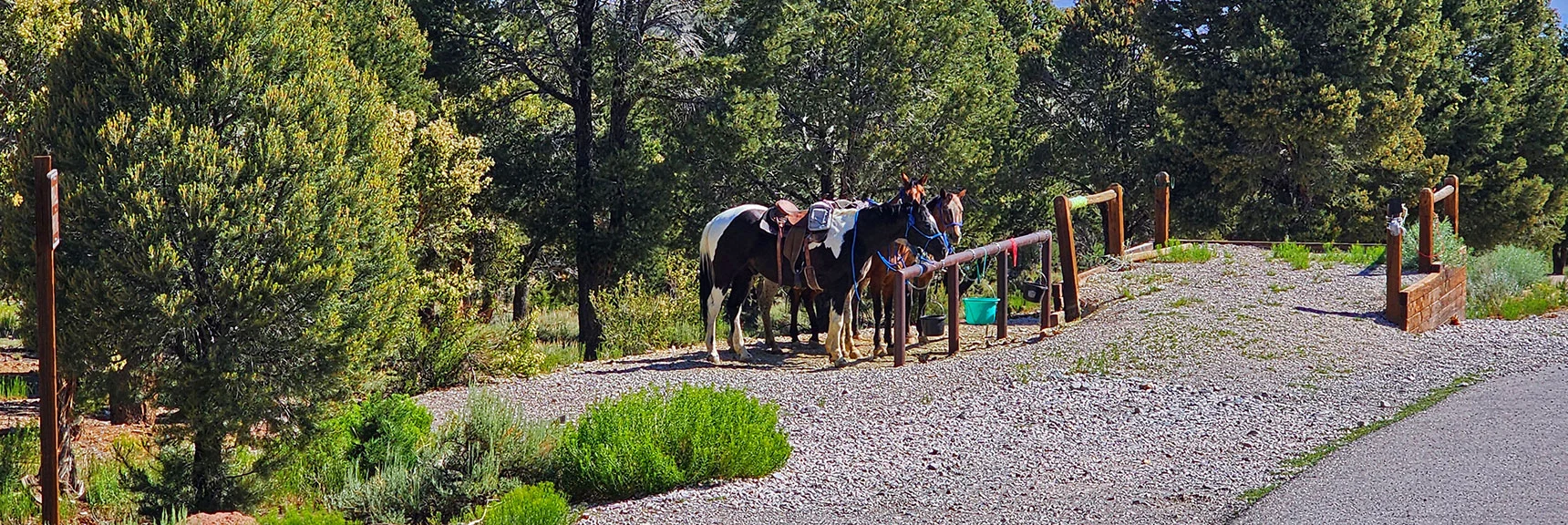 Horses Patiently Waiting at Watering Station for Riders. | Sawmill Loop Trail | Sawmill Trailhead | Lee Canyon, Nevada