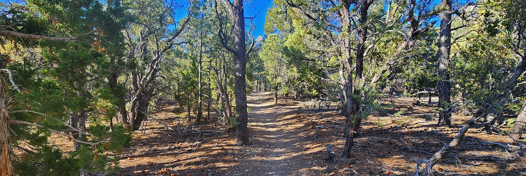 Most of the Loop is in the Forest. Ascend Often to Spectacular Views. | Sawmill Loop Trail | Sawmill Trailhead | Lee Canyon, Nevada