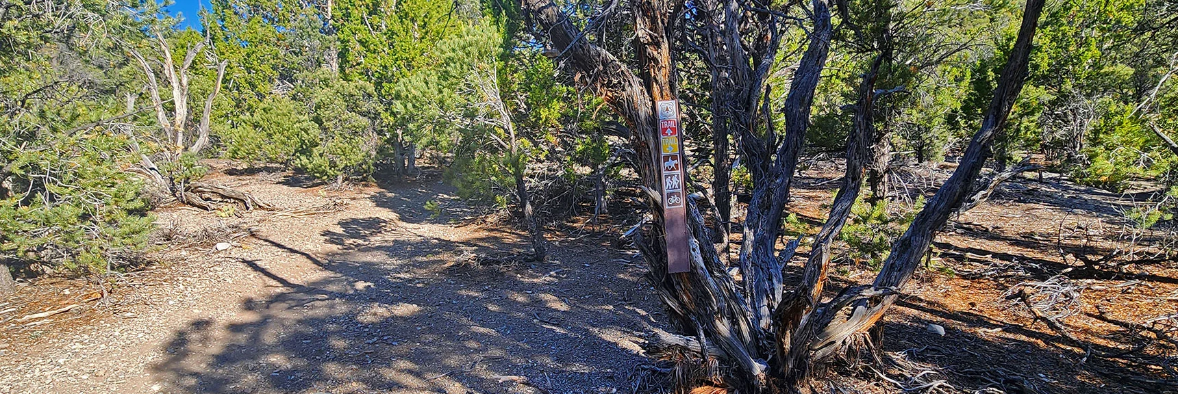 Sign Shows it Marks Red Pinyon Pine Loop; But Also Access Green Mud Springs Loop. | Sawmill Loop Trail | Sawmill Trailhead | Lee Canyon, Nevada