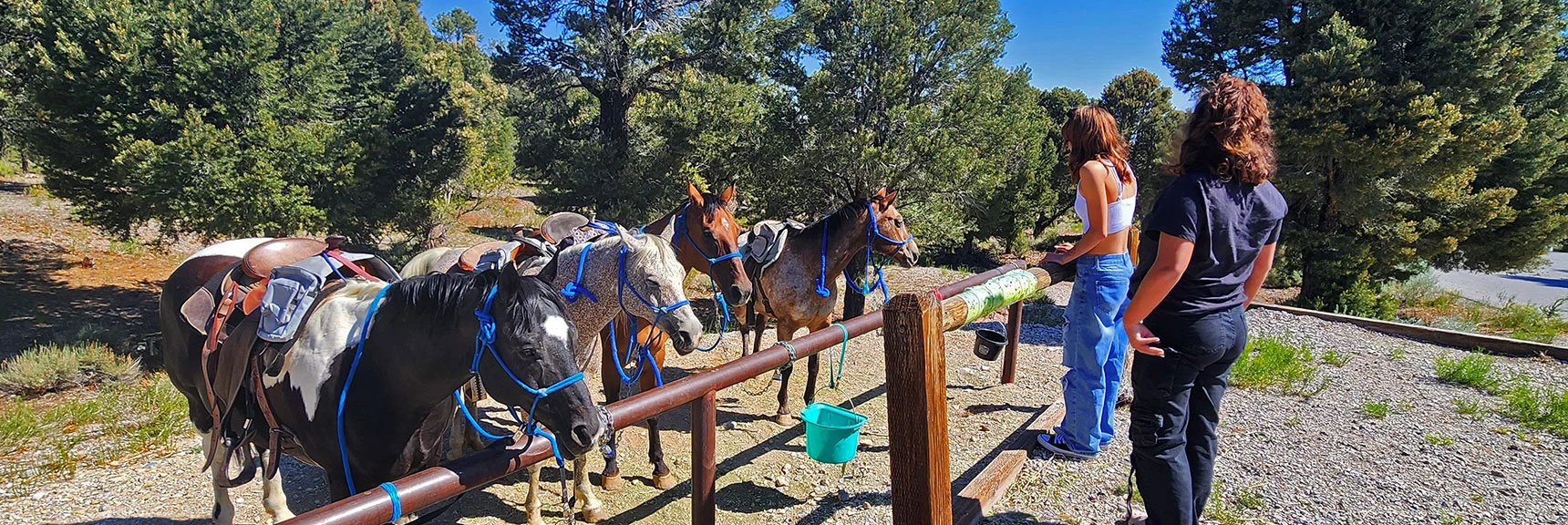 Riders Have Arrived! | Sawmill Loop Trail | Sawmill Trailhead | Lee Canyon, Nevada