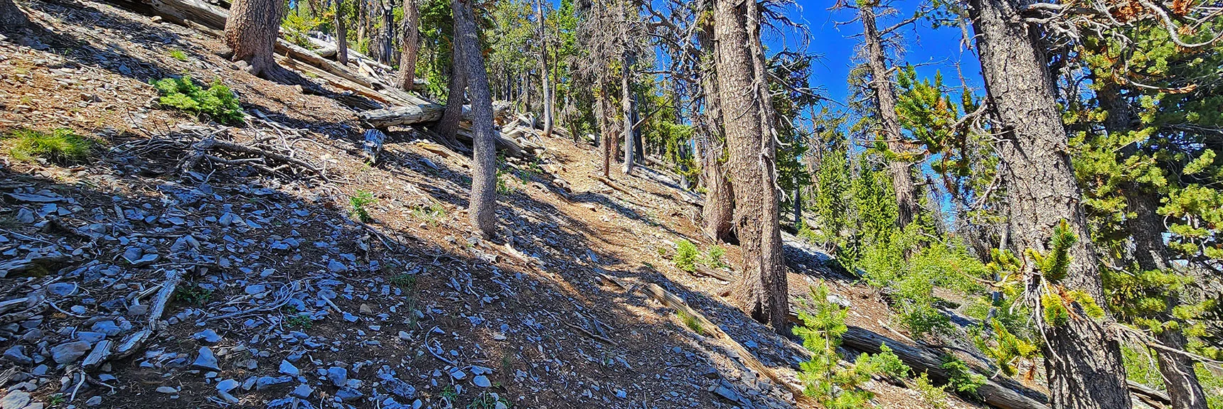 Faint Trail Circles Around Right Side of Hill Ascending to Upper Ridgeline | Amargosa Overlook | Mt. Charleston Wilderness | Spring Mountains, Nevada