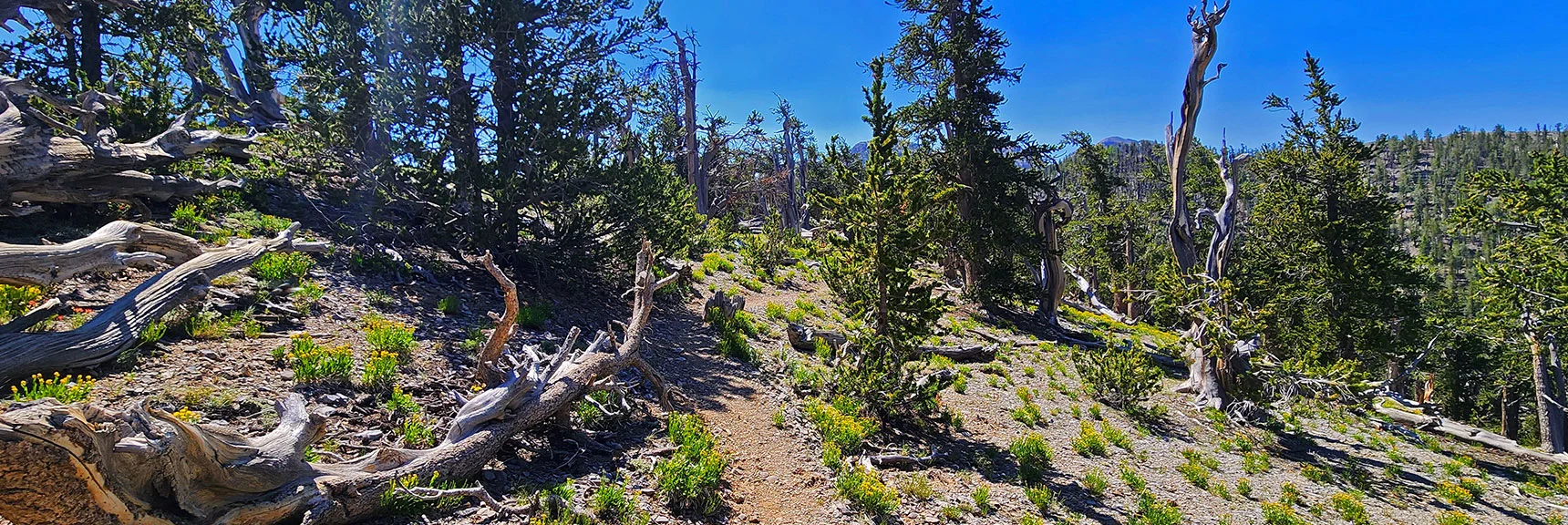 At Edge of Lee Canyon There's a Beautiful Exposed Flower-Carpeted Hill. | Amargosa Overlook | Mt. Charleston Wilderness | Spring Mountains, Nevada