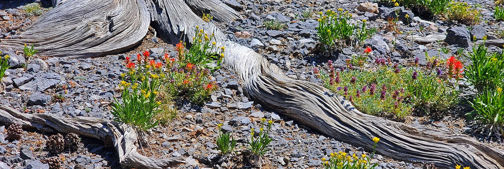 Artistic Placement of Flowers, Limestone & Bristlecone Roots Are Beyond Human Design. | Amargosa Overlook | Mt. Charleston Wilderness | Spring Mountains, Nevada