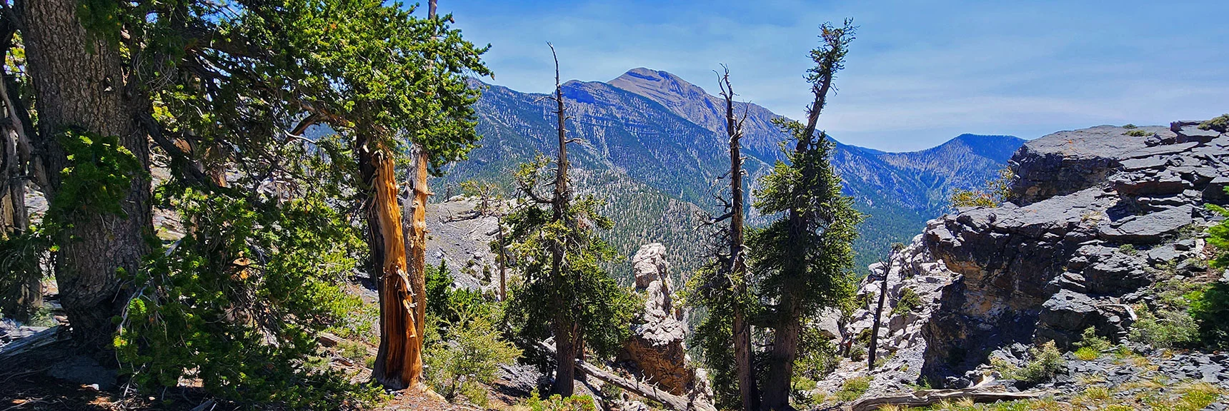 Charleston Peak Framed Through Bristlecone & Limestone Opening. | Amargosa Overlook | Mt. Charleston Wilderness | Spring Mountains, Nevada