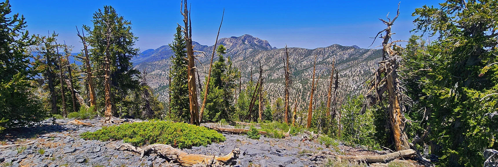 McFarland Peak. Bonanza Peak to Left Behind Trees. Wheeler Peak Beyond. | Amargosa Overlook | Mt. Charleston Wilderness | Spring Mountains, Nevada