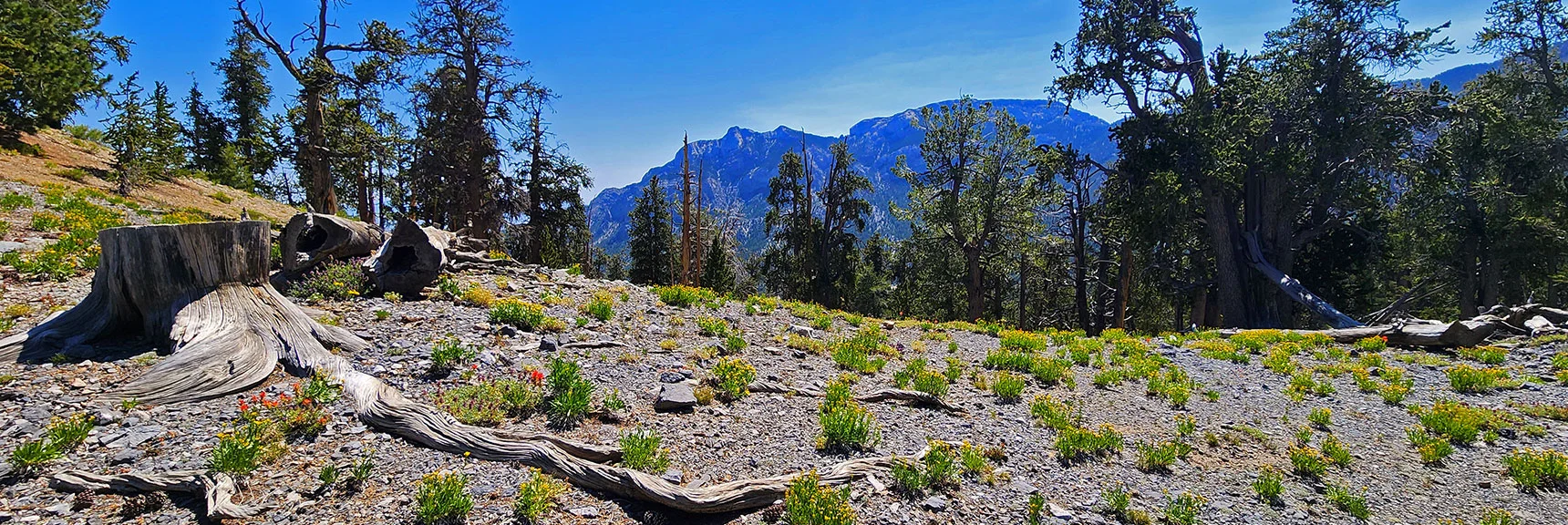 Spring Blooms Continue Here from June Through the First Fall Snows. | Amargosa Overlook | Mt. Charleston Wilderness | Spring Mountains, Nevada