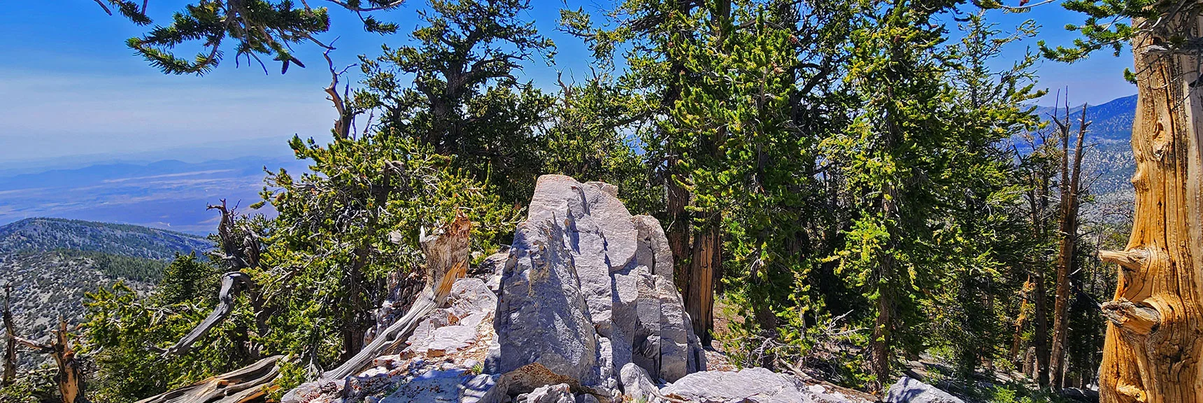 Arrival at Final High Point, Disappointing View Shrouded by Forest | Amargosa Overlook | Mt. Charleston Wilderness | Spring Mountains, Nevada