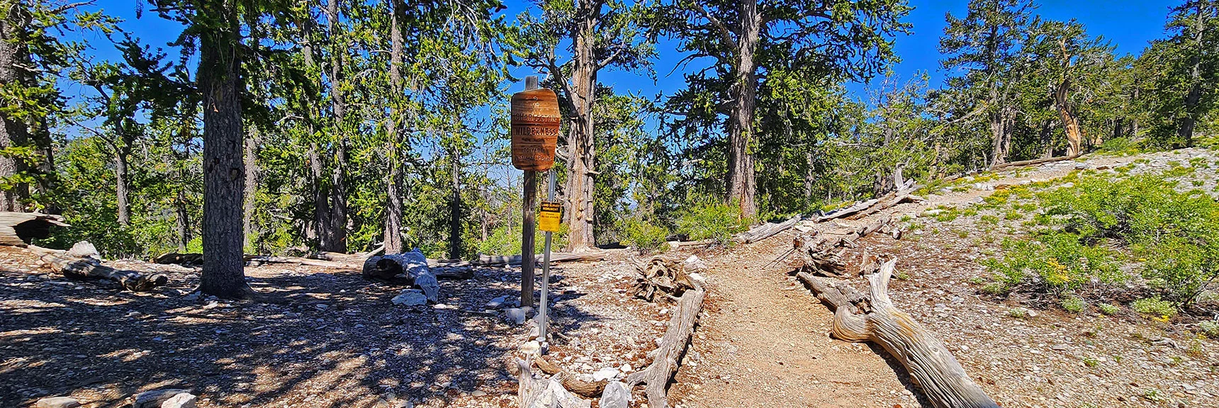 Unmarked Left Trail Split at Ridgeline Summit is the Amargosa Overlook Trail. | Amargosa Overlook | Mt. Charleston Wilderness | Spring Mountains, Nevada