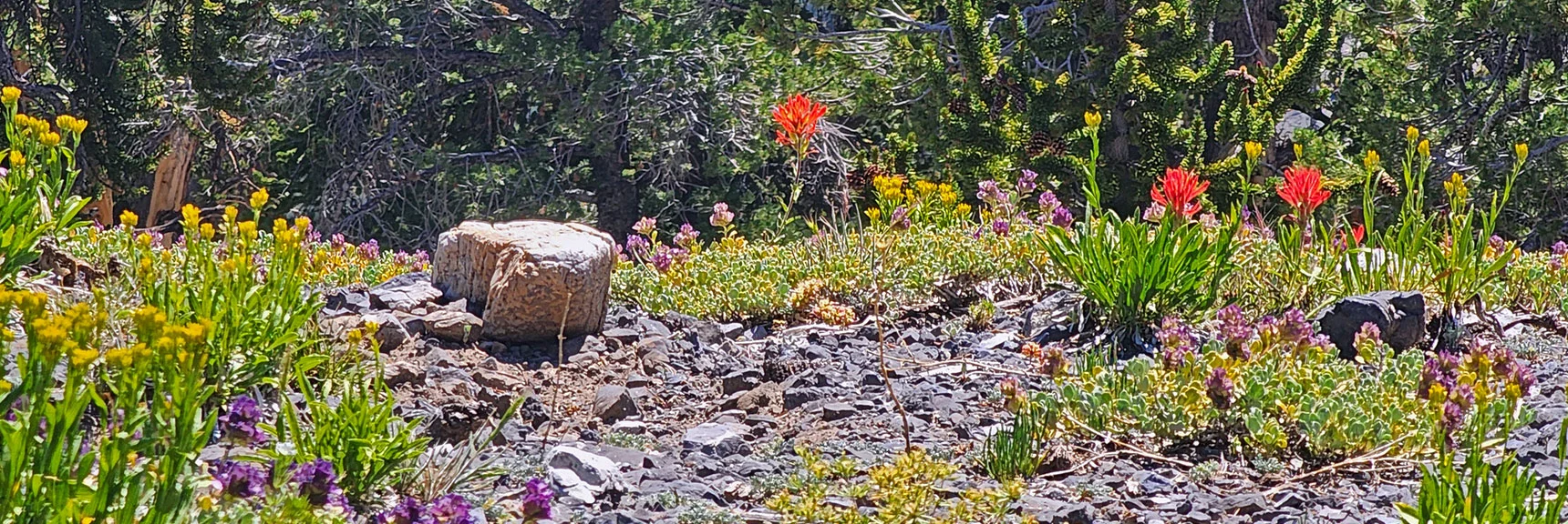 Red Desert Paintbrush Stand Out. | Amargosa Overlook | Mt. Charleston Wilderness | Spring Mountains, Nevada