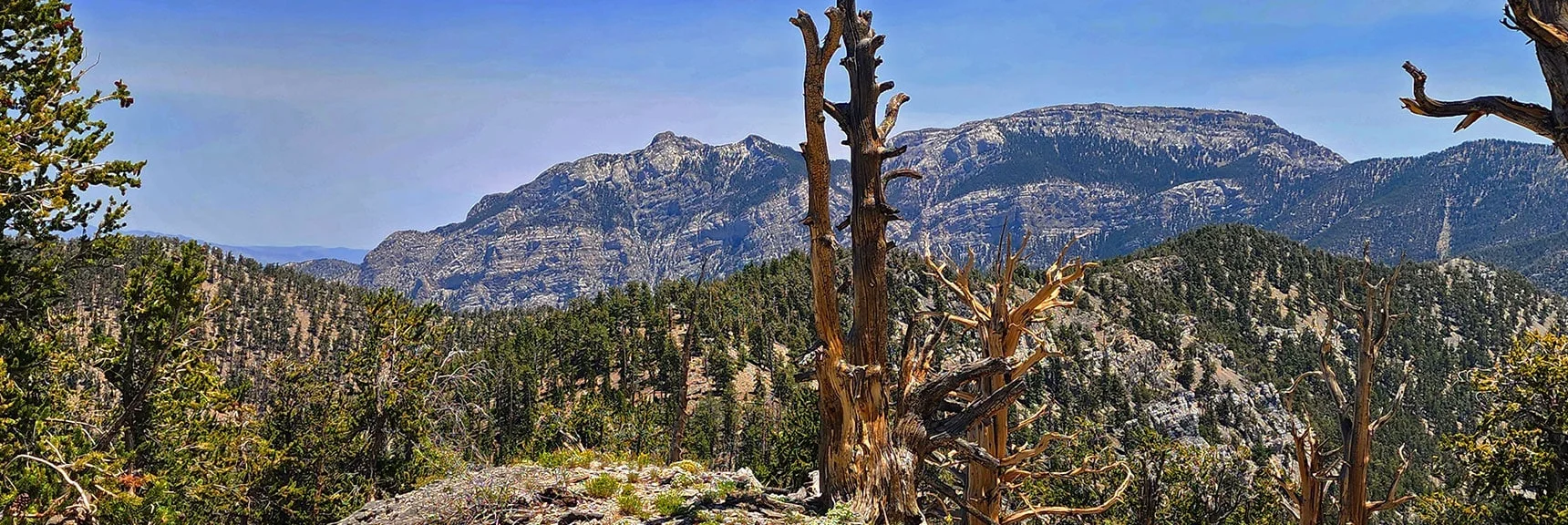 View Back to Mummy Mountain. Main Summit (right); Mummy's Head (left). | Amargosa Overlook | Mt. Charleston Wilderness | Spring Mountains, Nevada