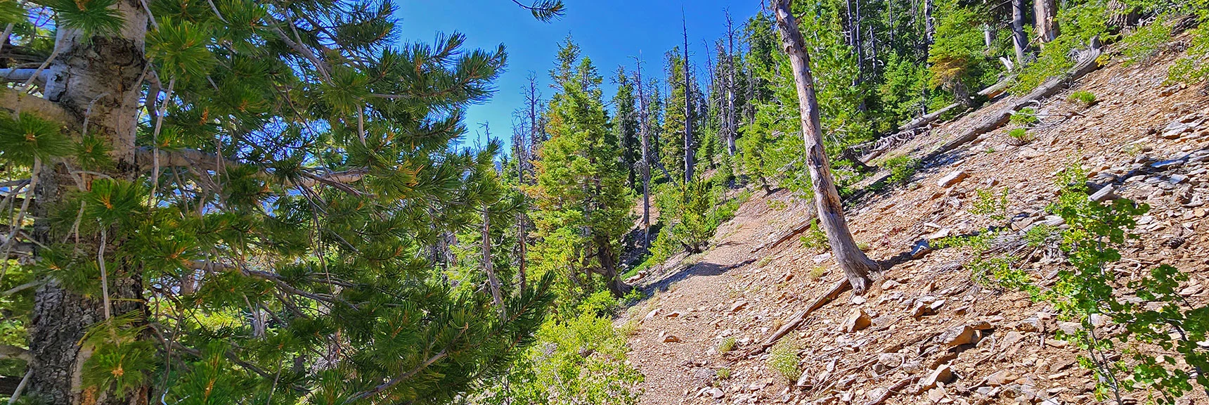 Switchbacks Ascend to Upper Ridgeline Where Bonanza Trail Continues. | Amargosa Overlook | Mt. Charleston Wilderness | Spring Mountains, Nevada