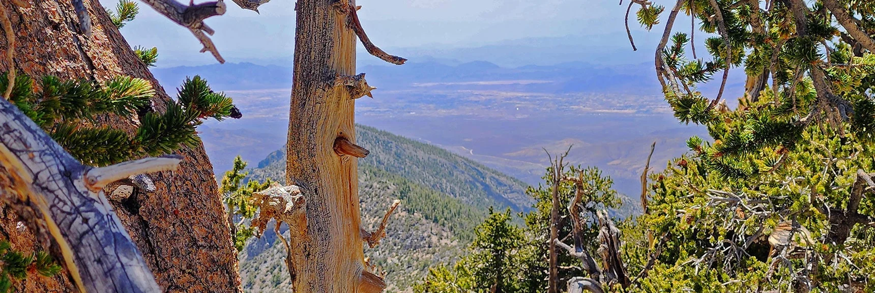 Hazy Amargosa Valley Through the Trees | Amargosa Overlook | Mt. Charleston Wilderness | Spring Mountains, Nevada