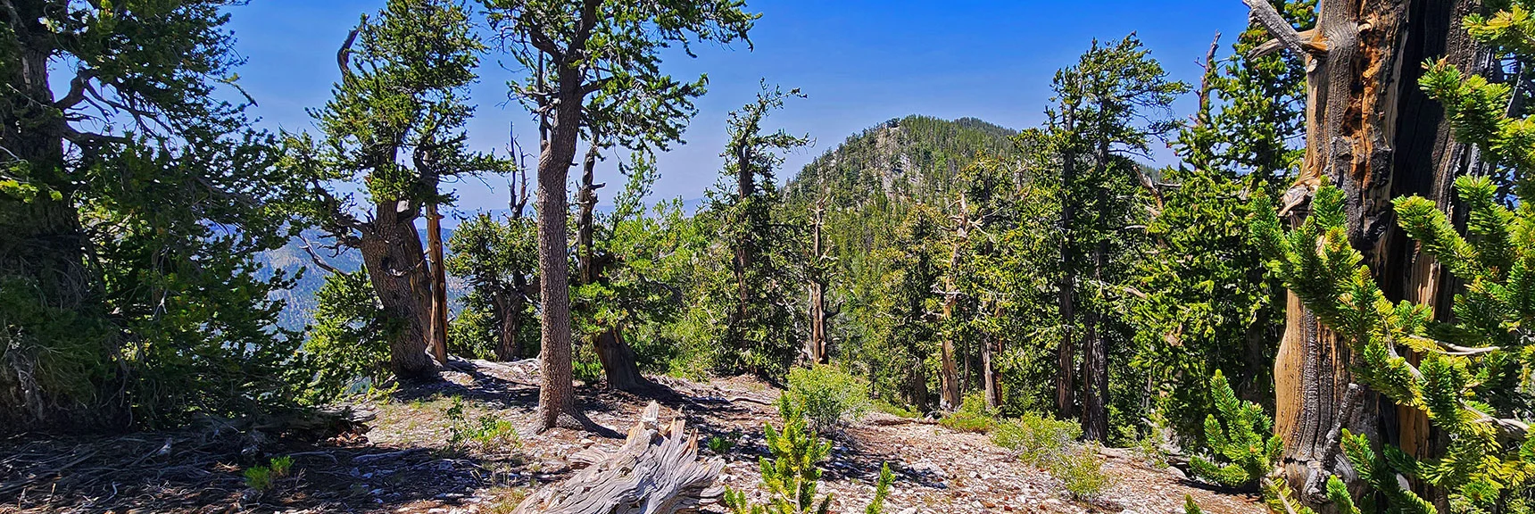 Amargosa Overlook Ridge Angles Left Toward Overlook High Point Ahead | Amargosa Overlook | Mt. Charleston Wilderness | Spring Mountains, Nevada