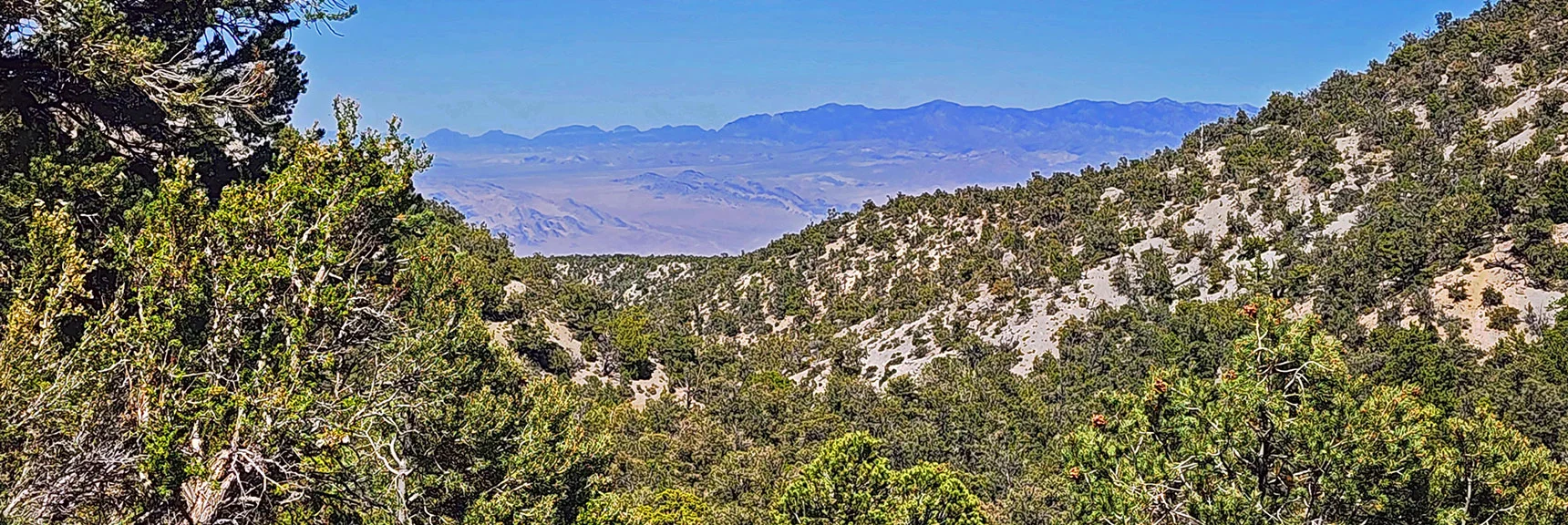 Now Ascending West Ridge Toward Sawmill Trailhead. Sheep Range to NE. | Blue Tree Loop | Sawmill Trailhead | Lee Canyon, Nevada