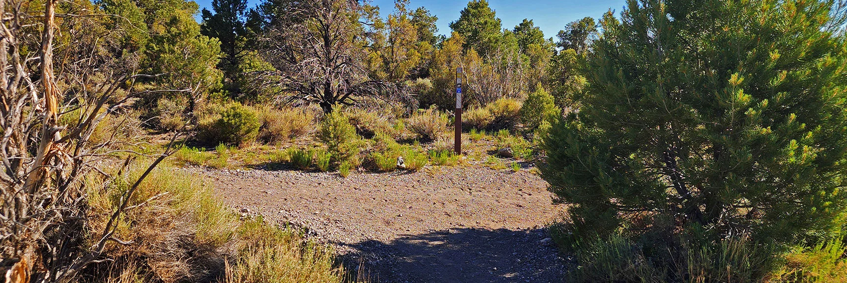 In About 1/2 Mile Turn Left onto the Blue Tree Loop (clockwise). | Blue Tree Loop | Sawmill Trailhead | Lee Canyon, Nevada
