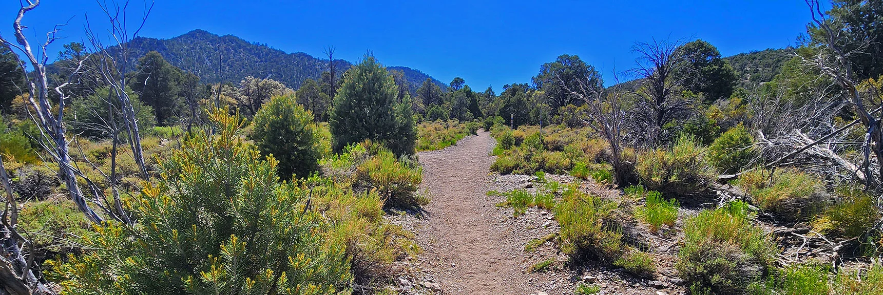 Final Turn Back Toward Hiker's Upper Sawmill Trailhead Parking Area. | Blue Tree Loop | Sawmill Trailhead | Lee Canyon, Nevada