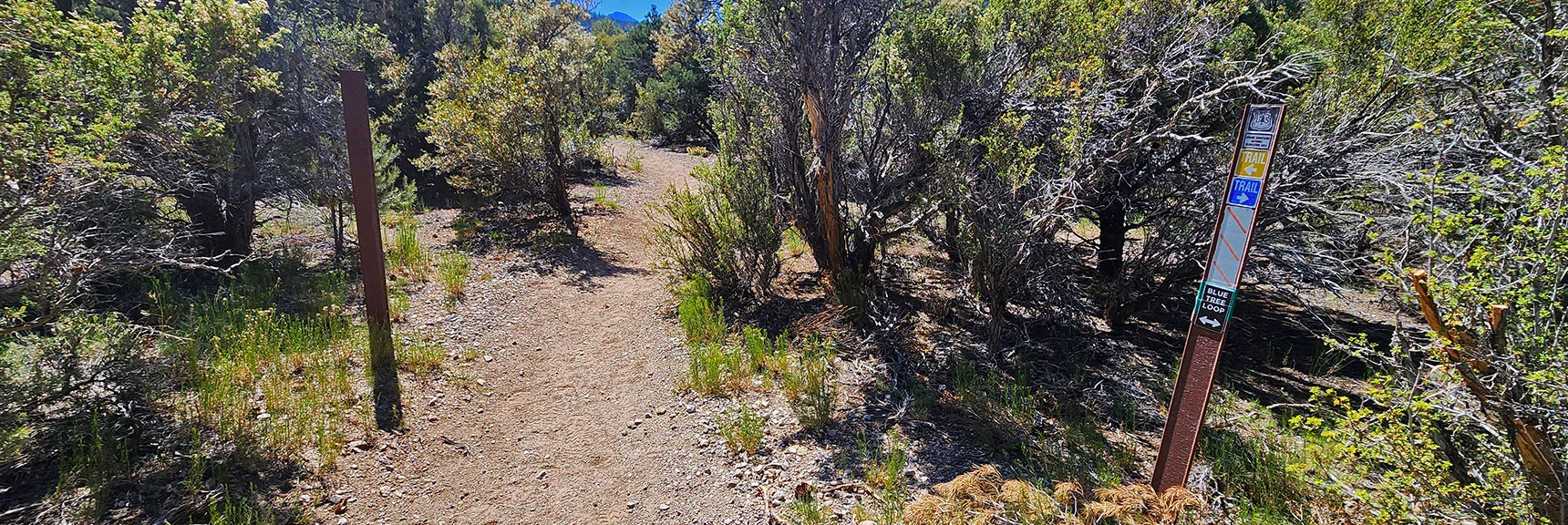 Cross Lee Canyon Rd. Enter Sawmill Loop (yellow) Then Pass Equestrian Trailhead. | Blue Tree Loop | Sawmill Trailhead | Lee Canyon, Nevada