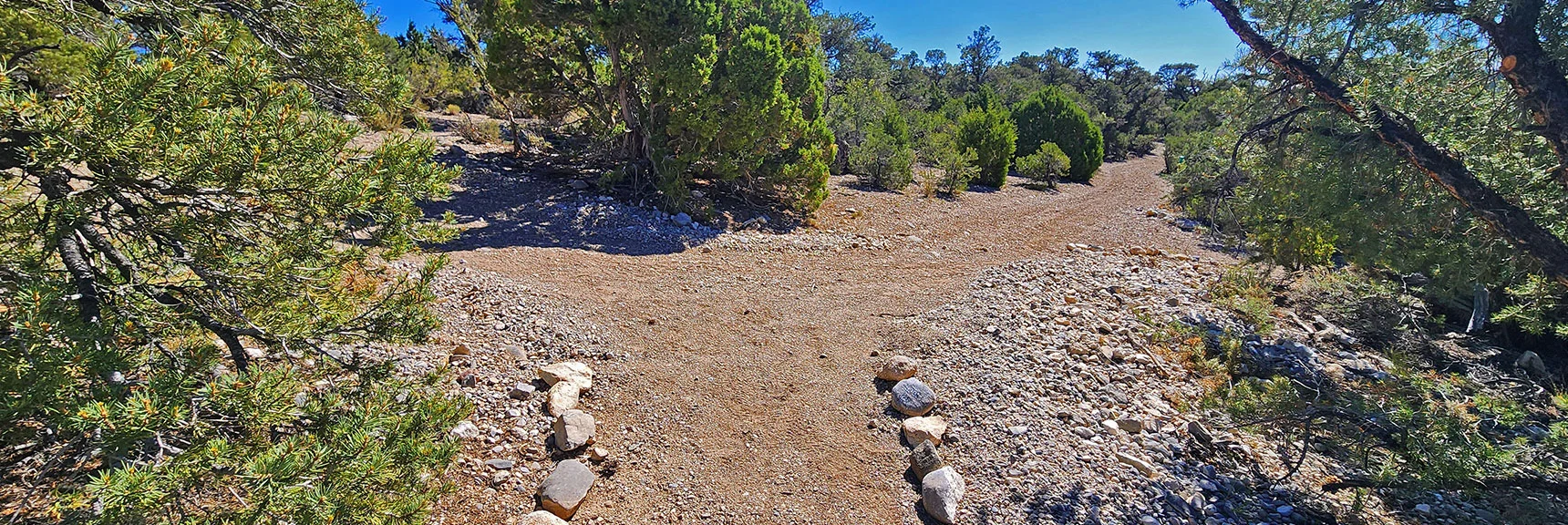 Next Right Turn onto the Blue Tree Loop Fire Road. Then Continue Straight. | Blue Tree Loop | Sawmill Trailhead | Lee Canyon, Nevada